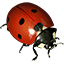 Ladybug Icon